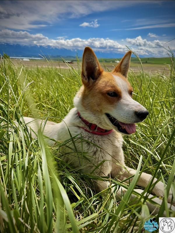 Kelsey, a ADOPTABLE mixed breed in Polson, MT image 5/5