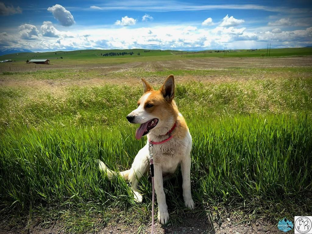 Kelsey, a ADOPTABLE mixed breed in Polson, MT image 4/5