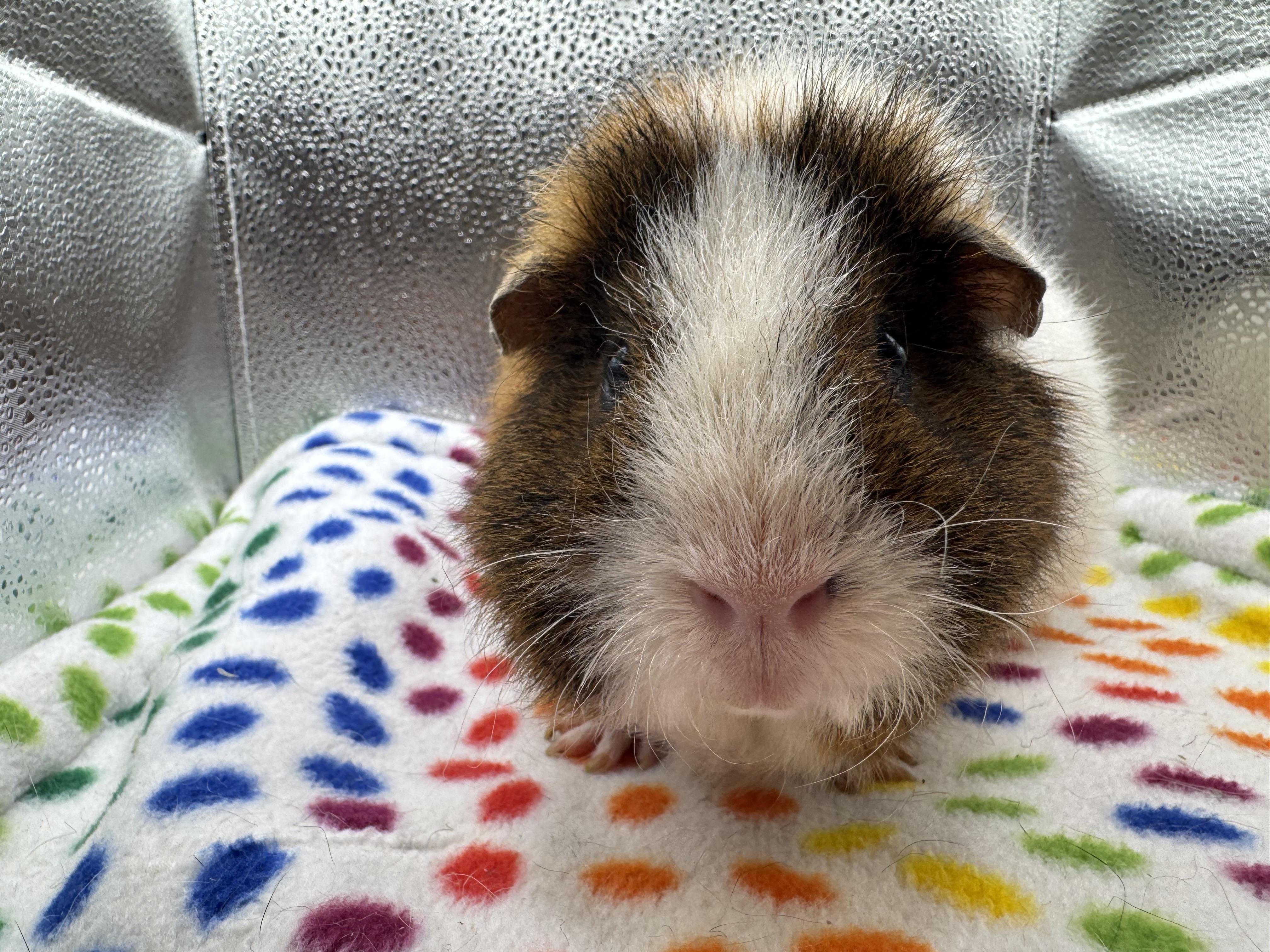 Sascha and Myrtle, adopted, Adult Female Teddy.