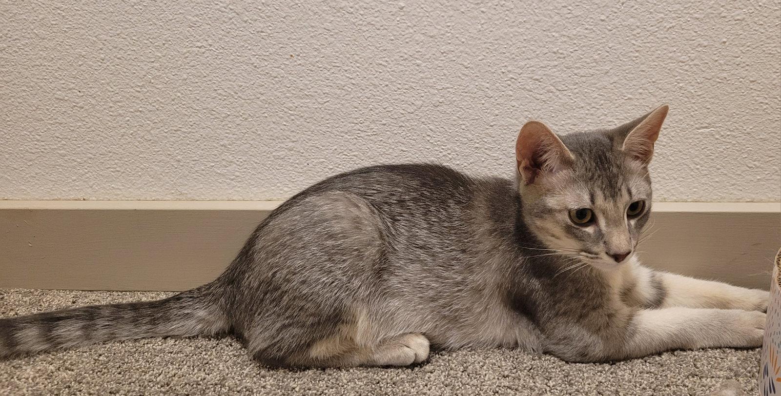 Enlarge Grape, a Adoptable Domestic Short Hair in Evergreen, CO image 1/3