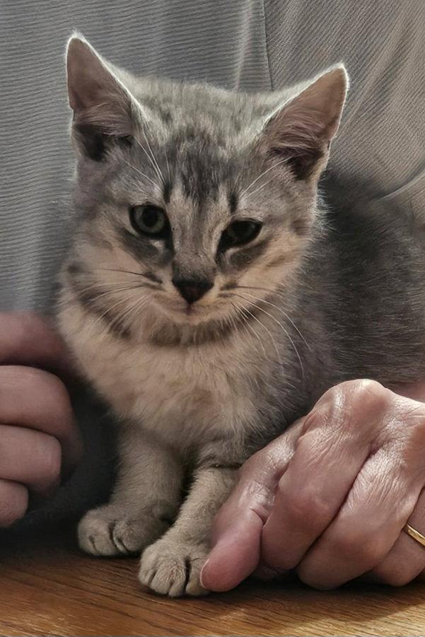 Enlarge Grape, a Adoptable Domestic Short Hair in Evergreen, CO image 2/3