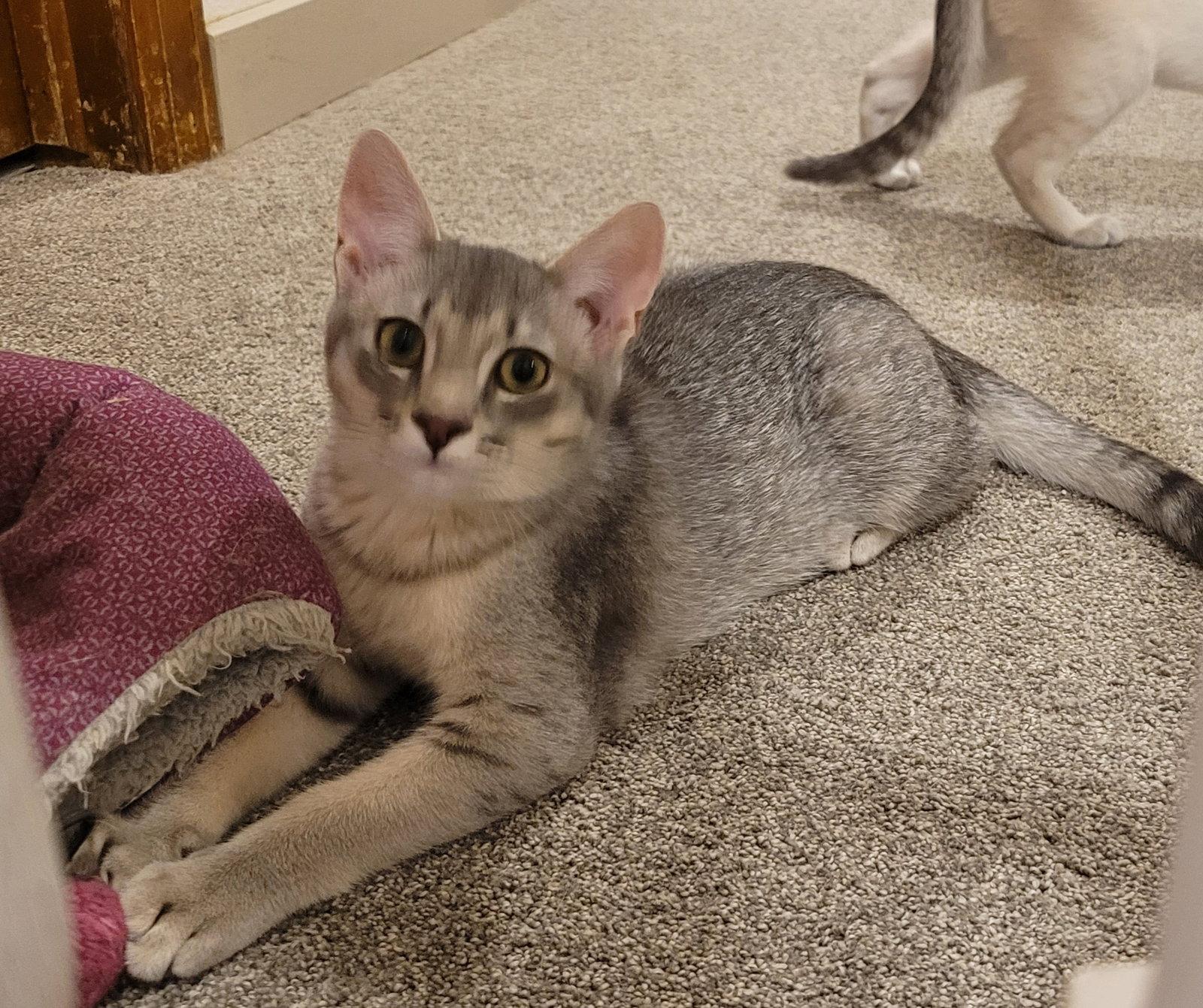Enlarge Grape, a Adoptable Domestic Short Hair in Evergreen, CO image 3/3