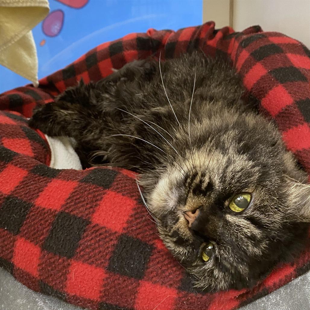 Raven, Adoptable, Senior Female Domestic Medium Hair.