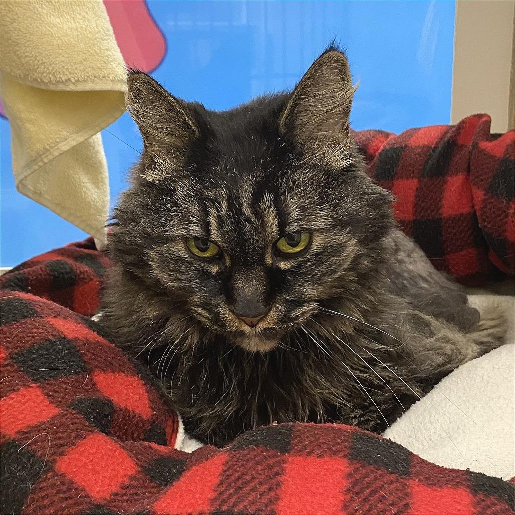 Raven, a Adoptable Domestic Medium Hair in Cheyenne, WY image 2/3