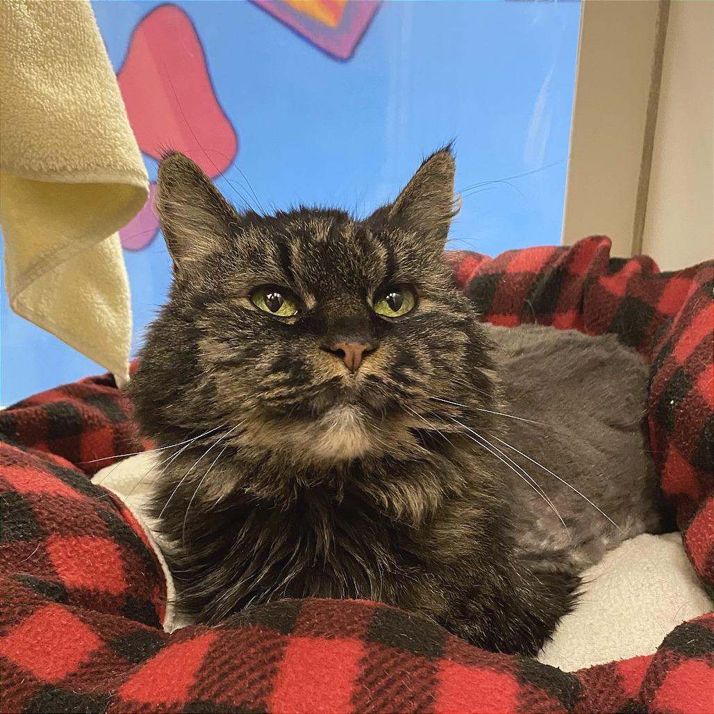 Raven, a Adoptable Domestic Medium Hair in Cheyenne, WY image 3/3