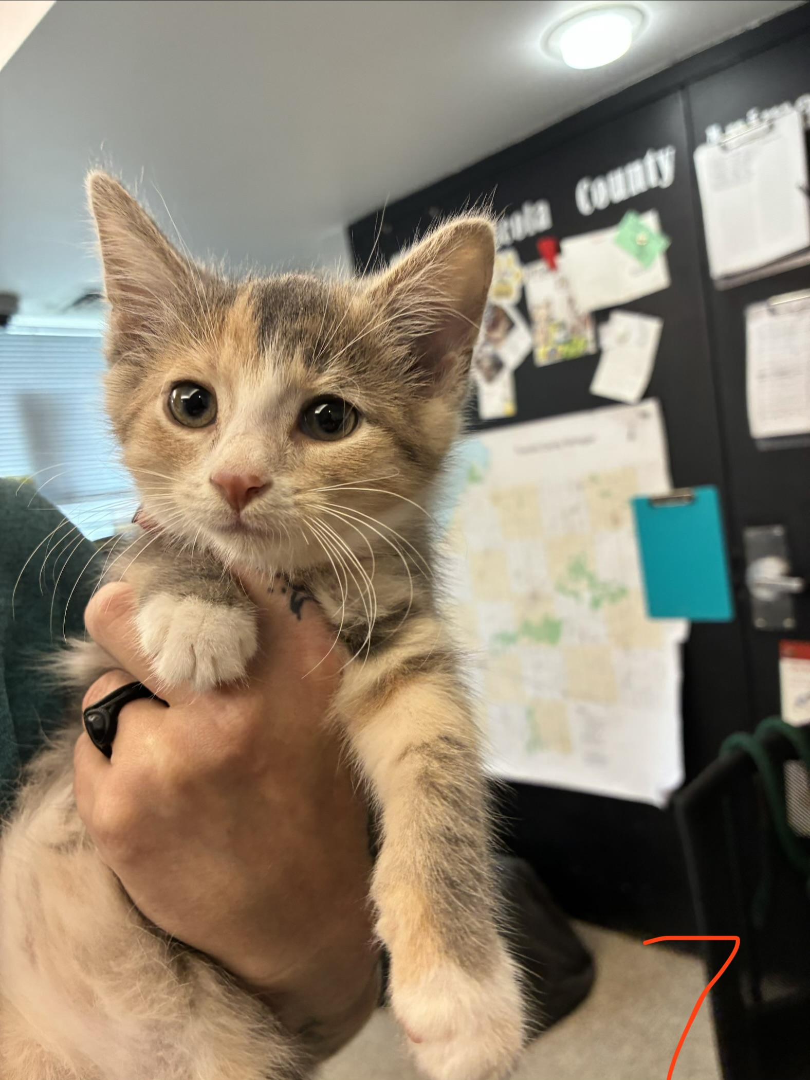 Cider, ADOPTABLE, Kitten Female Domestic Short Hair.