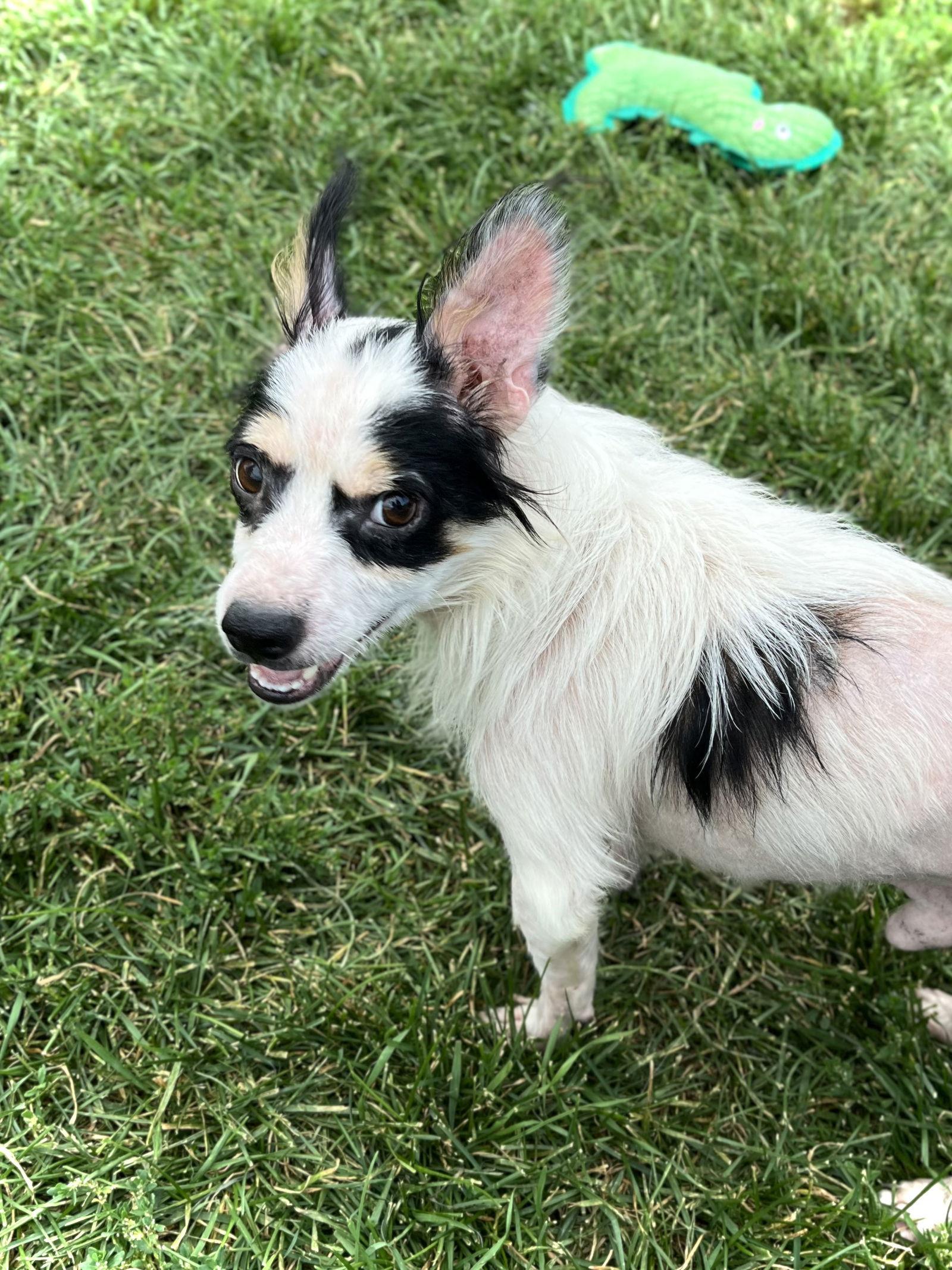 Snoopy, Adopted, Adult Male Chihuahua.