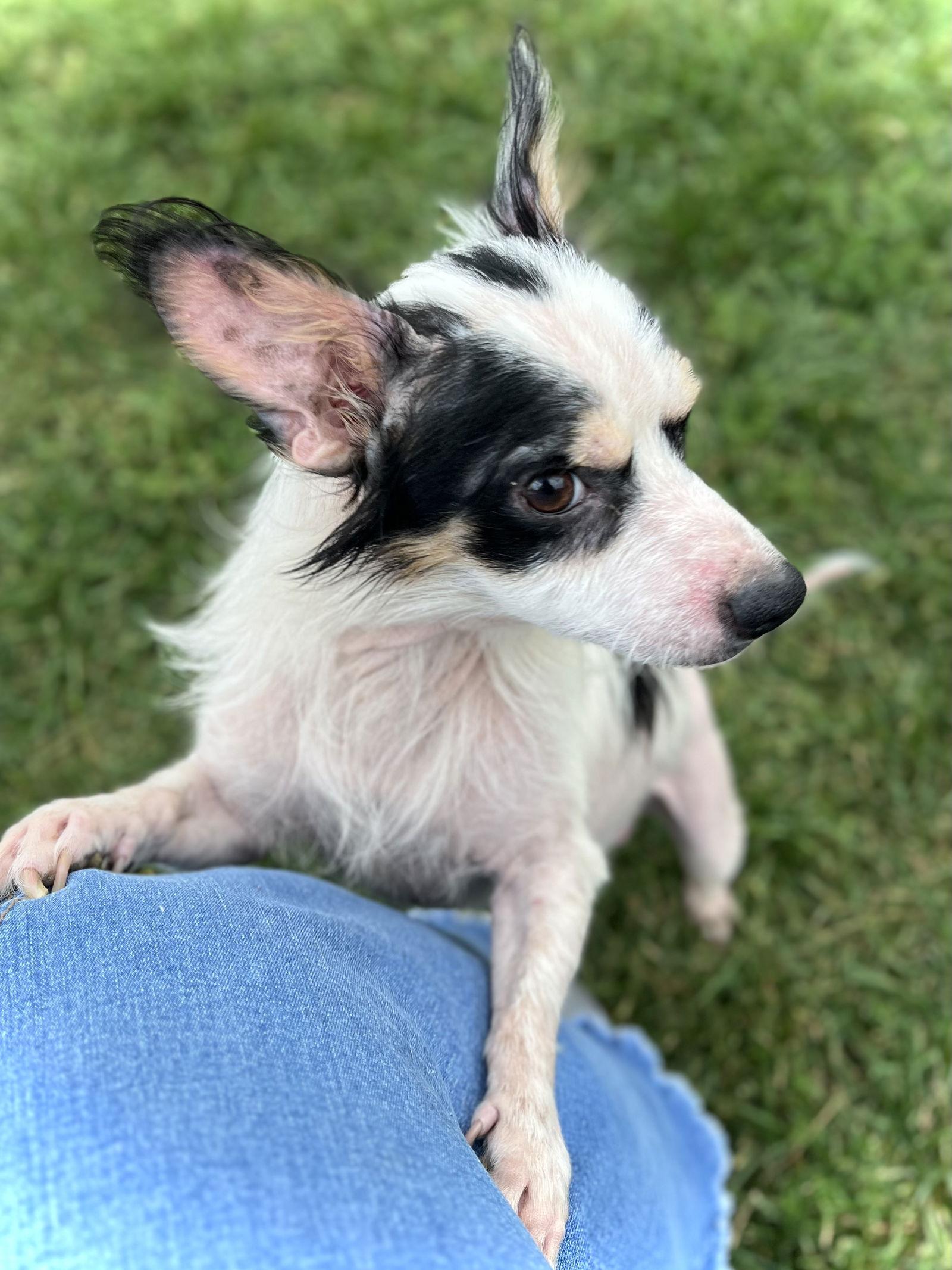 Enlarge Snoopy, a Adopted Chihuahua in Estherville, IA image 2/3