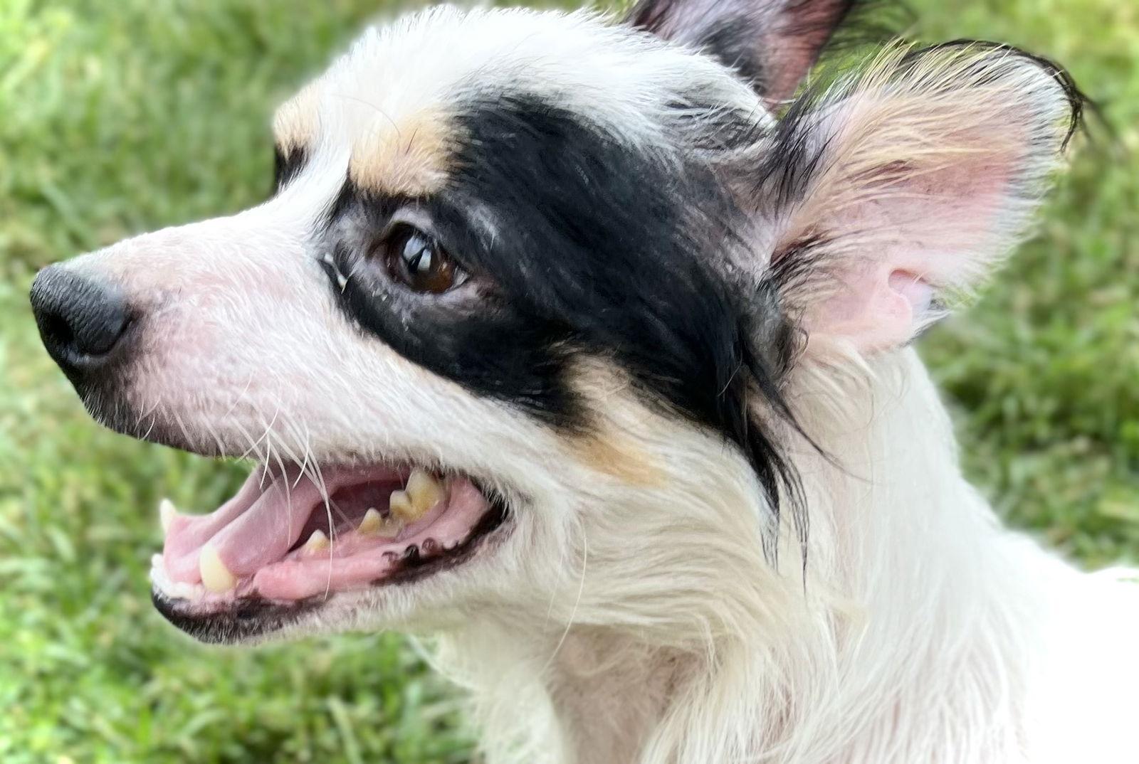 Enlarge Snoopy, a Adopted Chihuahua in Estherville, IA image 3/3