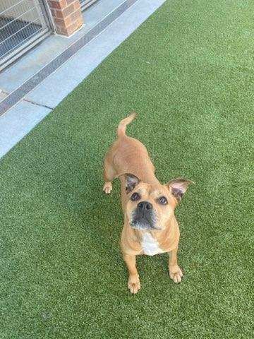 FOXY, Adult Female Mixed Breed