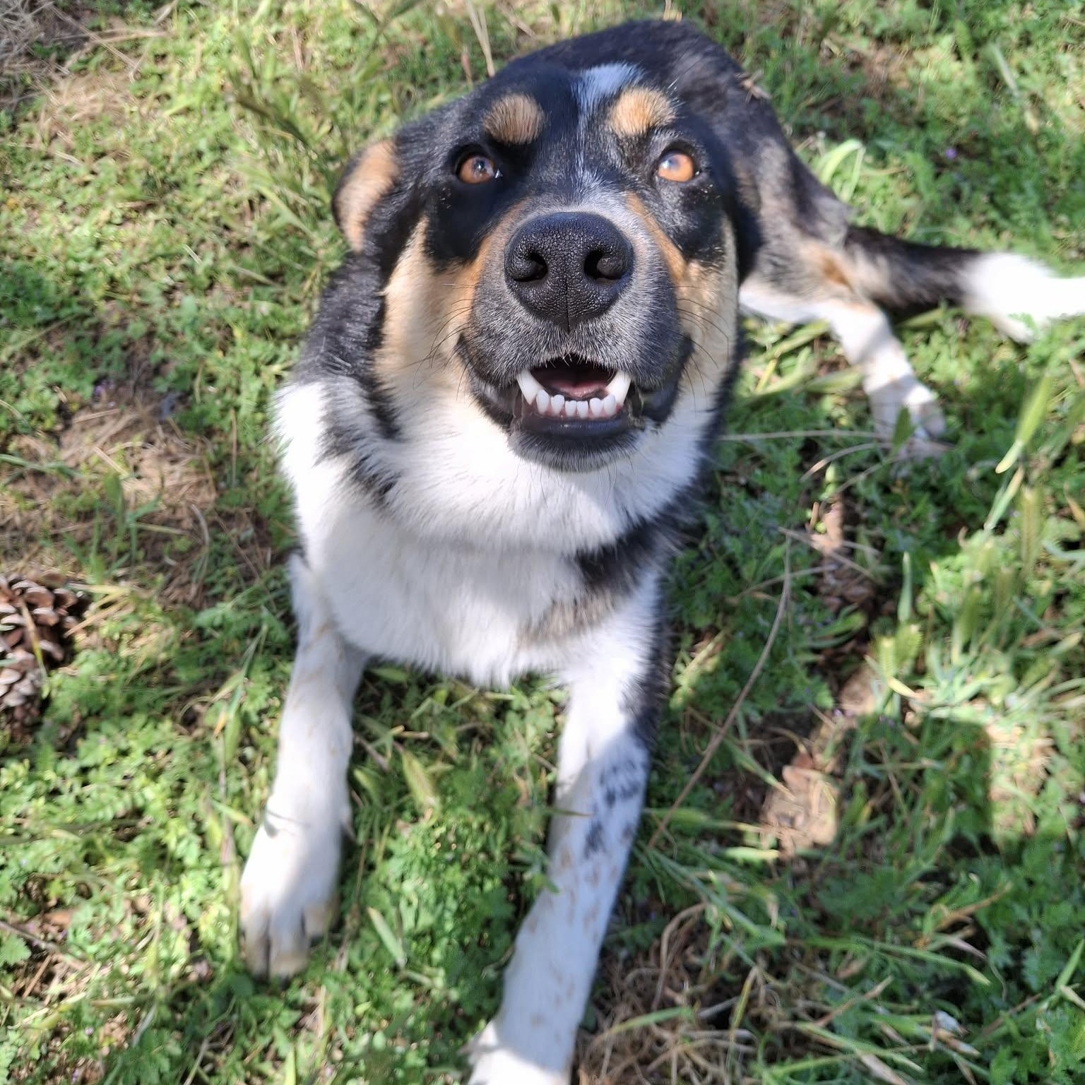 Enlarge Violet, a ADOPTABLE mixed breed in Weaverville, CA image 3/6