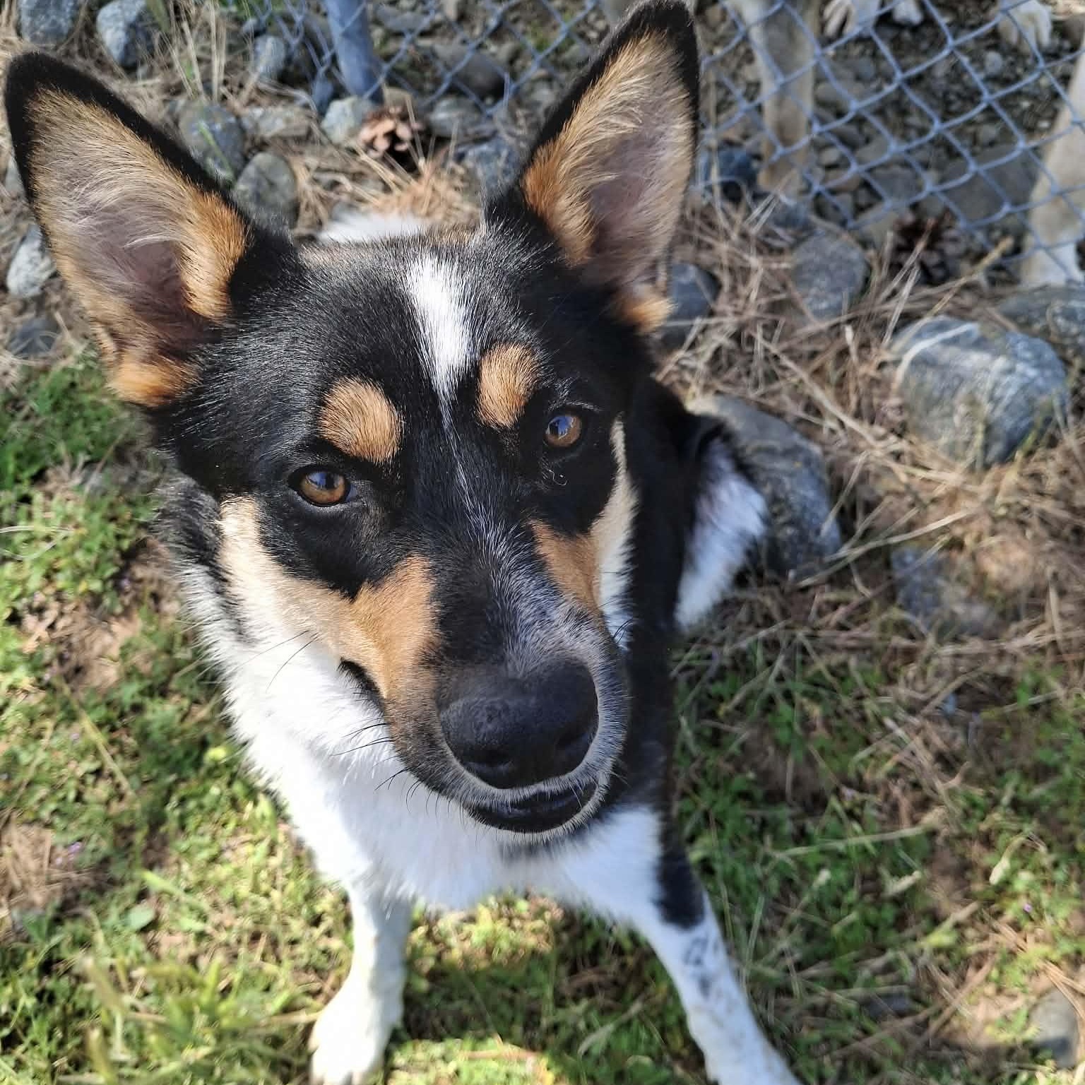 Enlarge Violet, a ADOPTABLE mixed breed in Weaverville, CA image 2/6