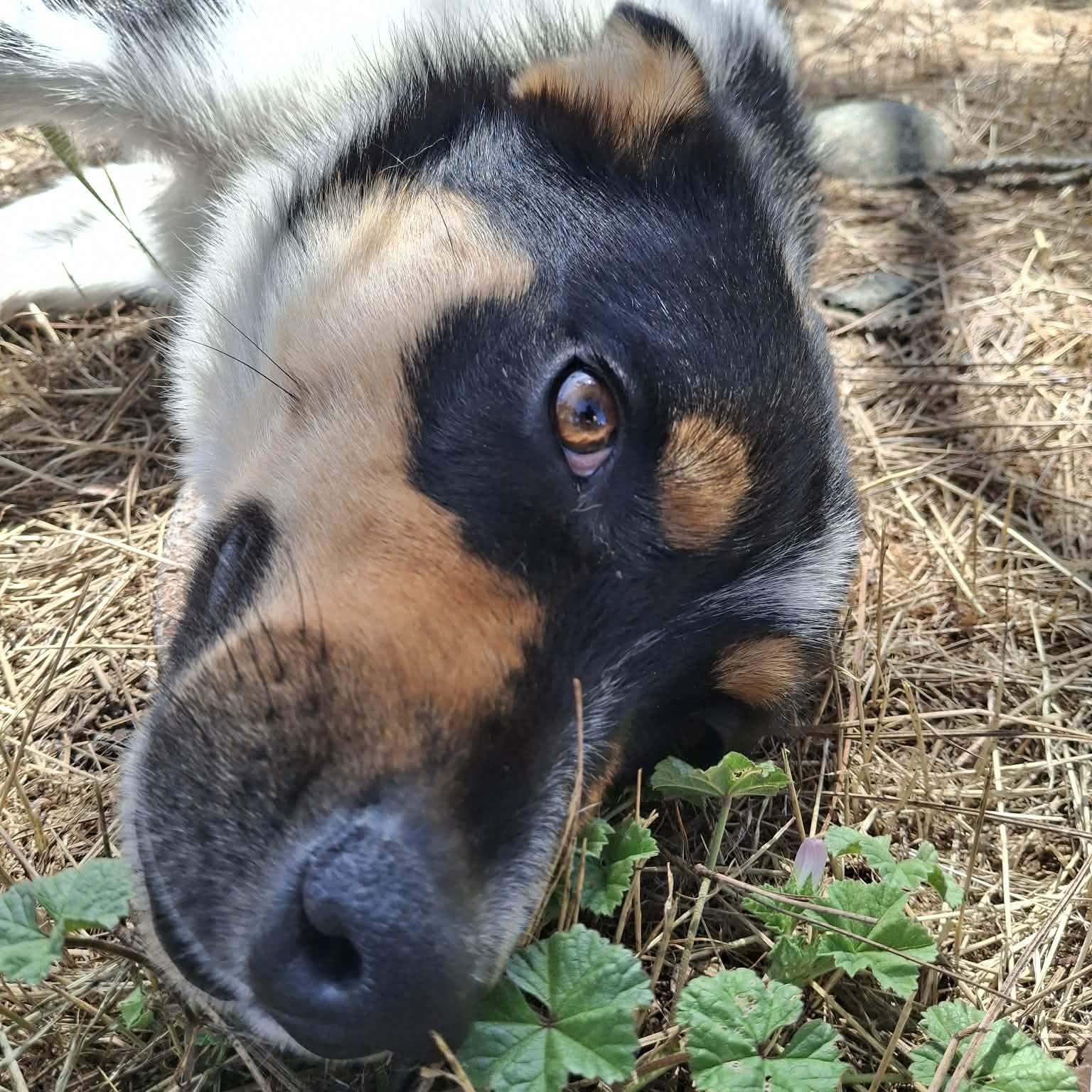 Enlarge Violet, a ADOPTABLE mixed breed in Weaverville, CA image 4/6