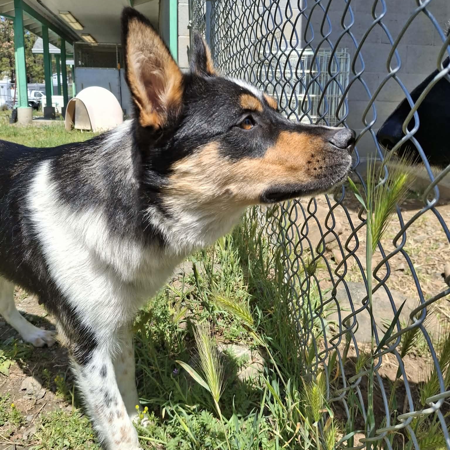 Enlarge Violet, a ADOPTABLE mixed breed in Weaverville, CA image 6/6