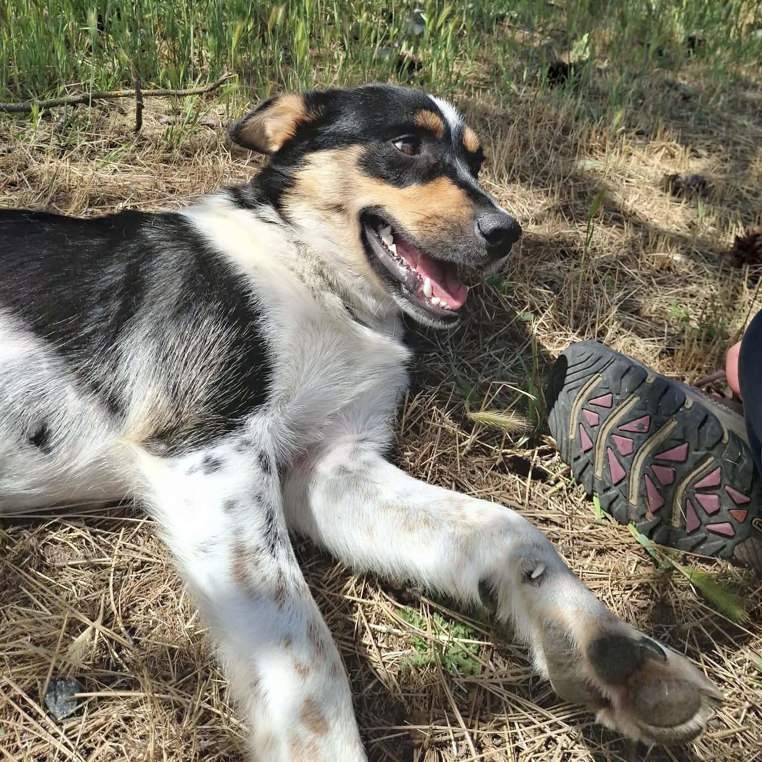 Enlarge Violet, a ADOPTABLE mixed breed in Weaverville, CA image 5/6