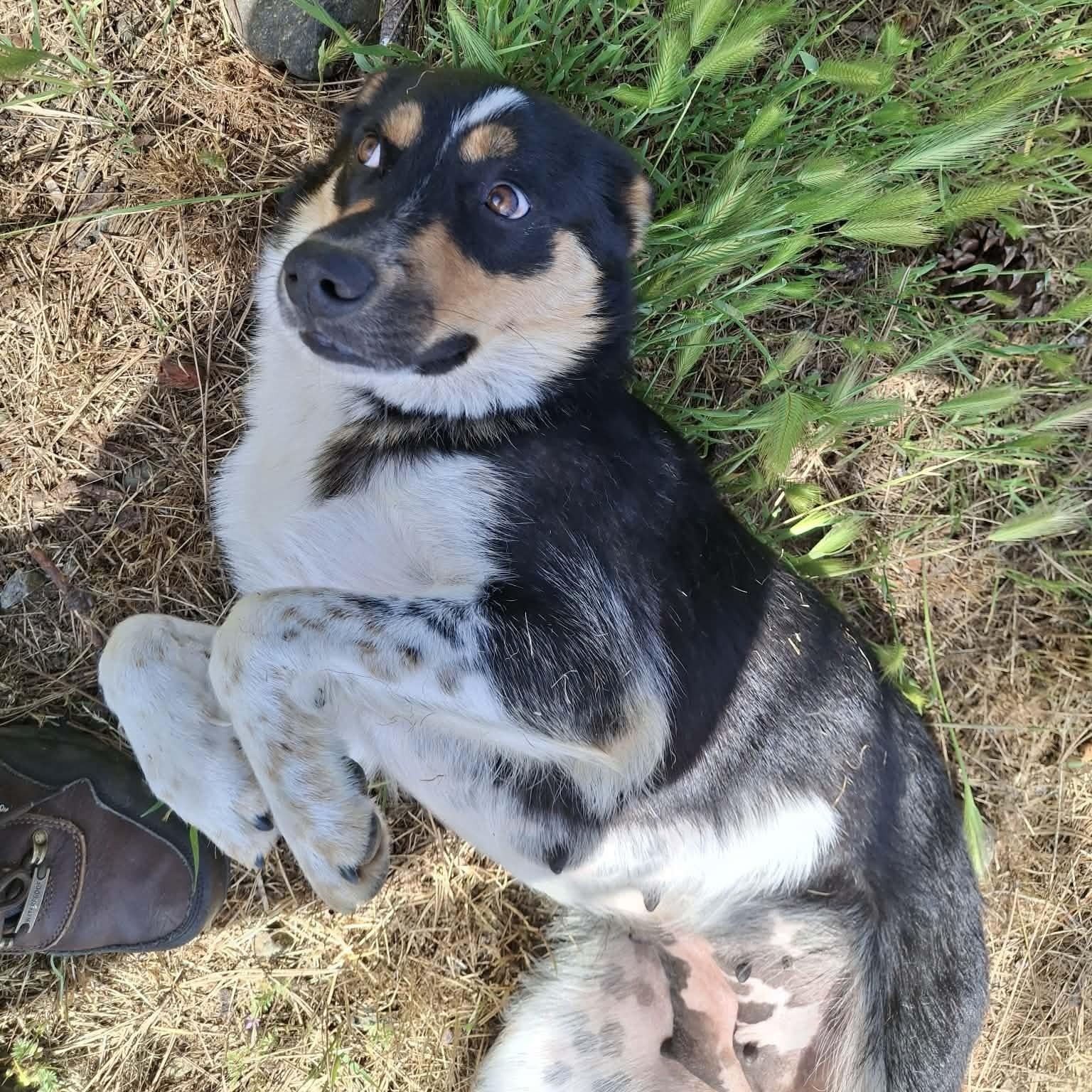 Enlarge Violet, a ADOPTABLE mixed breed in Weaverville, CA image 1/6