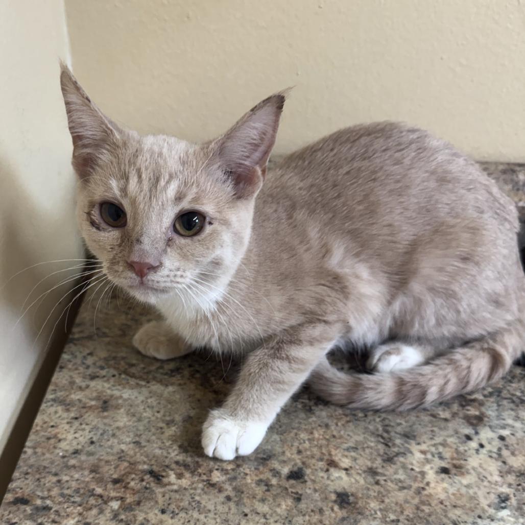 Enlarge Kira, a Adoptable Domestic Short Hair in Corinth, MS image 1/1