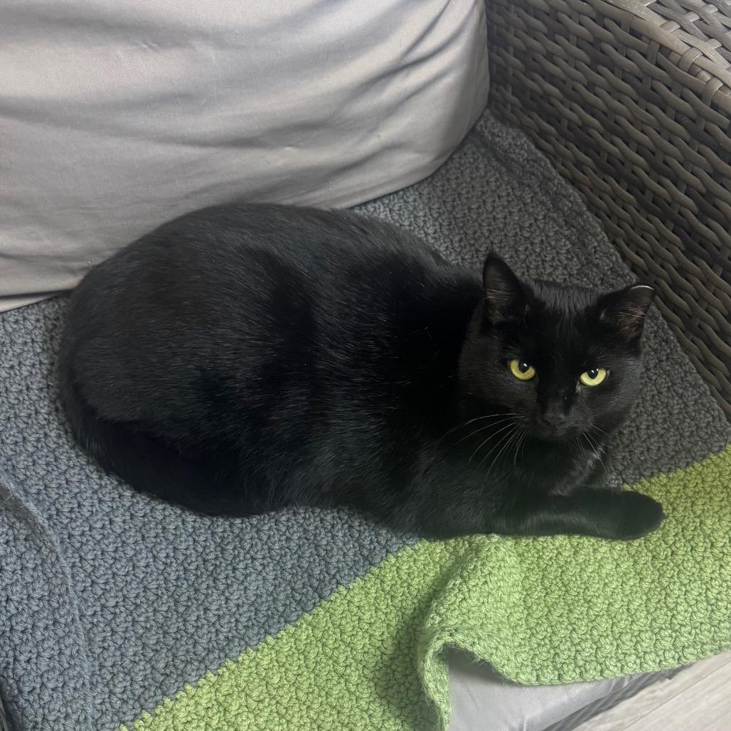 Ella, Adoptable, Young Female Domestic Short Hair.