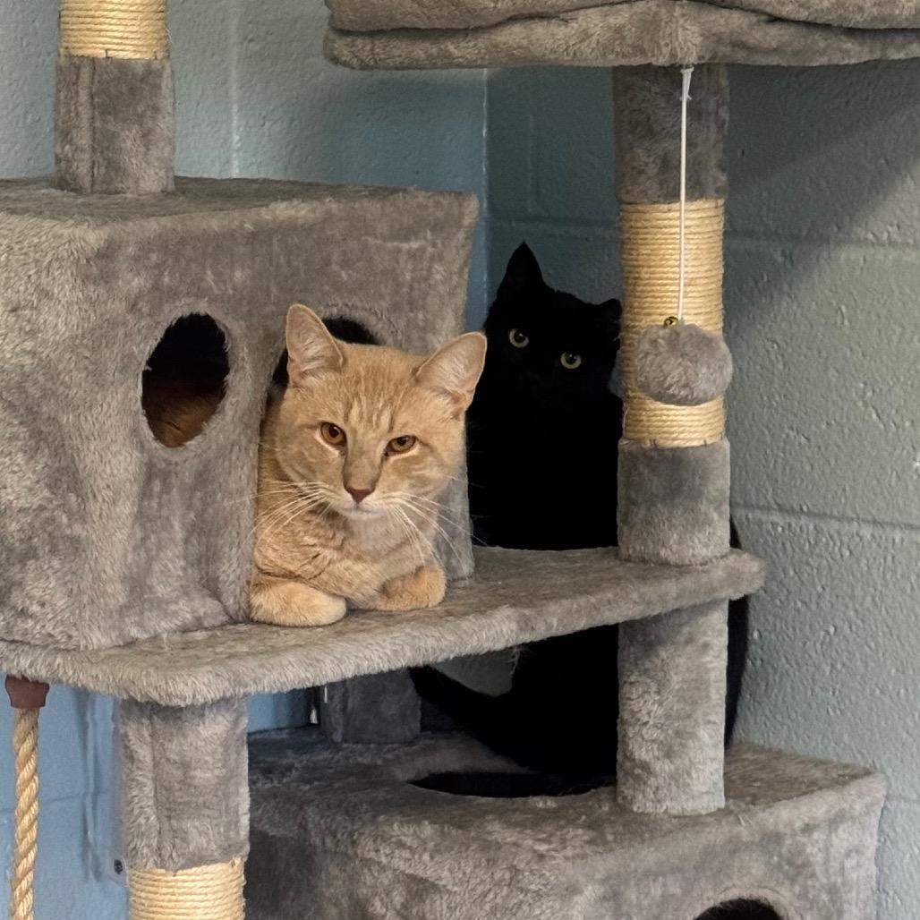 Enlarge Ella, a Adoptable Domestic Short Hair in Easton, PA image 2/6