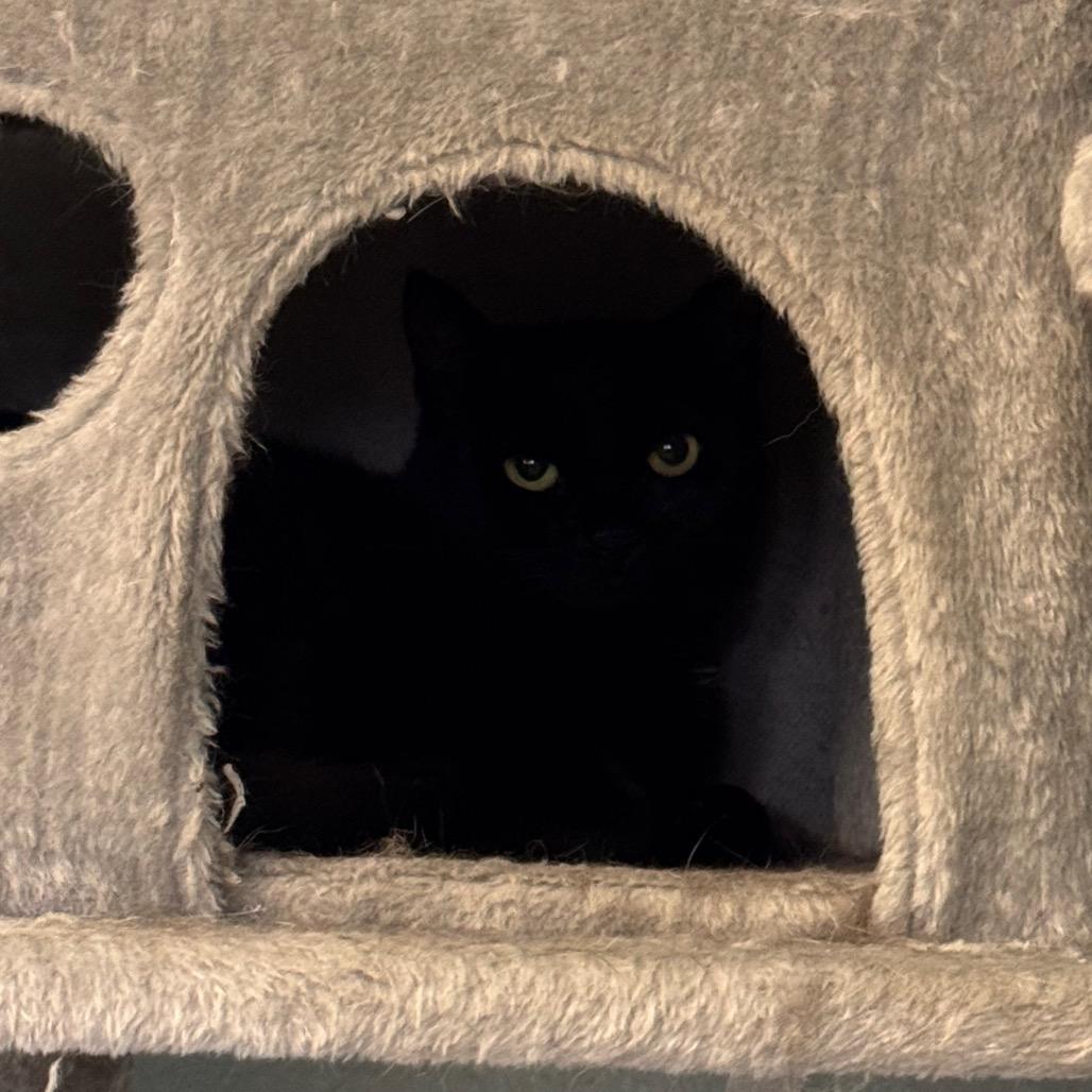 Enlarge Ella, a Adoptable Domestic Short Hair in Easton, PA image 3/6