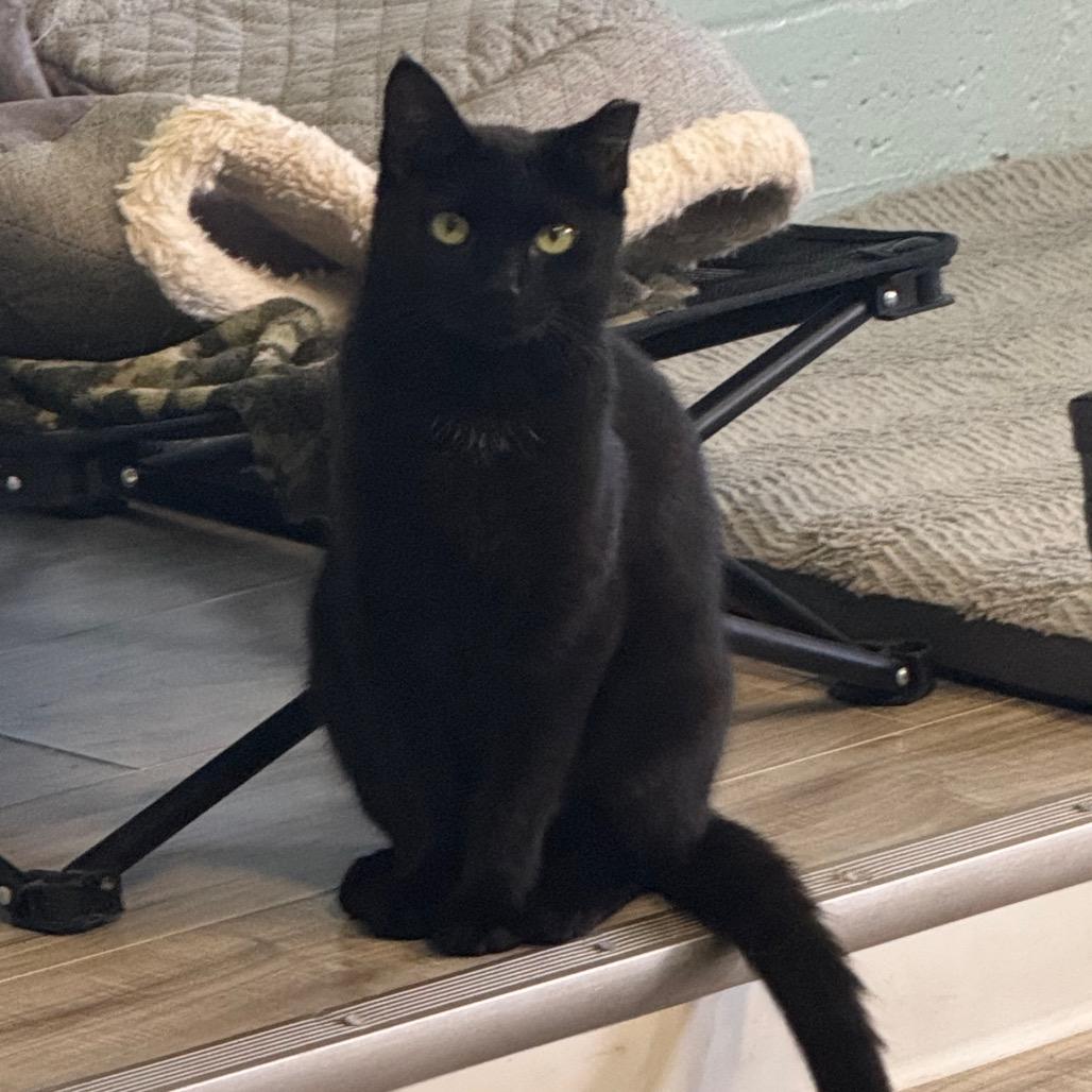 Enlarge Ella, a Adoptable Domestic Short Hair in Easton, PA image 5/6