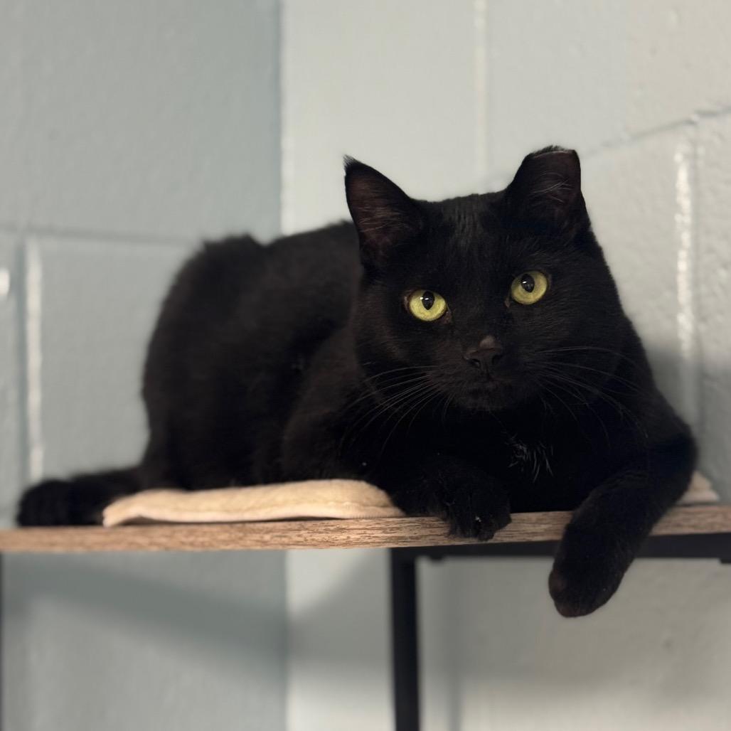Enlarge Ella, a Adoptable Domestic Short Hair in Easton, PA image 5/6