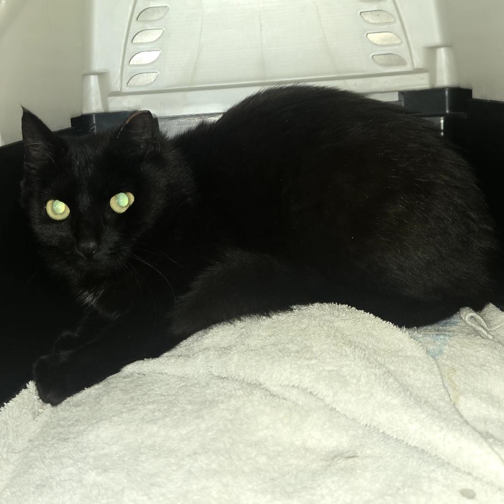 Enlarge Ella, a Adoptable Domestic Short Hair in Easton, PA image 6/6