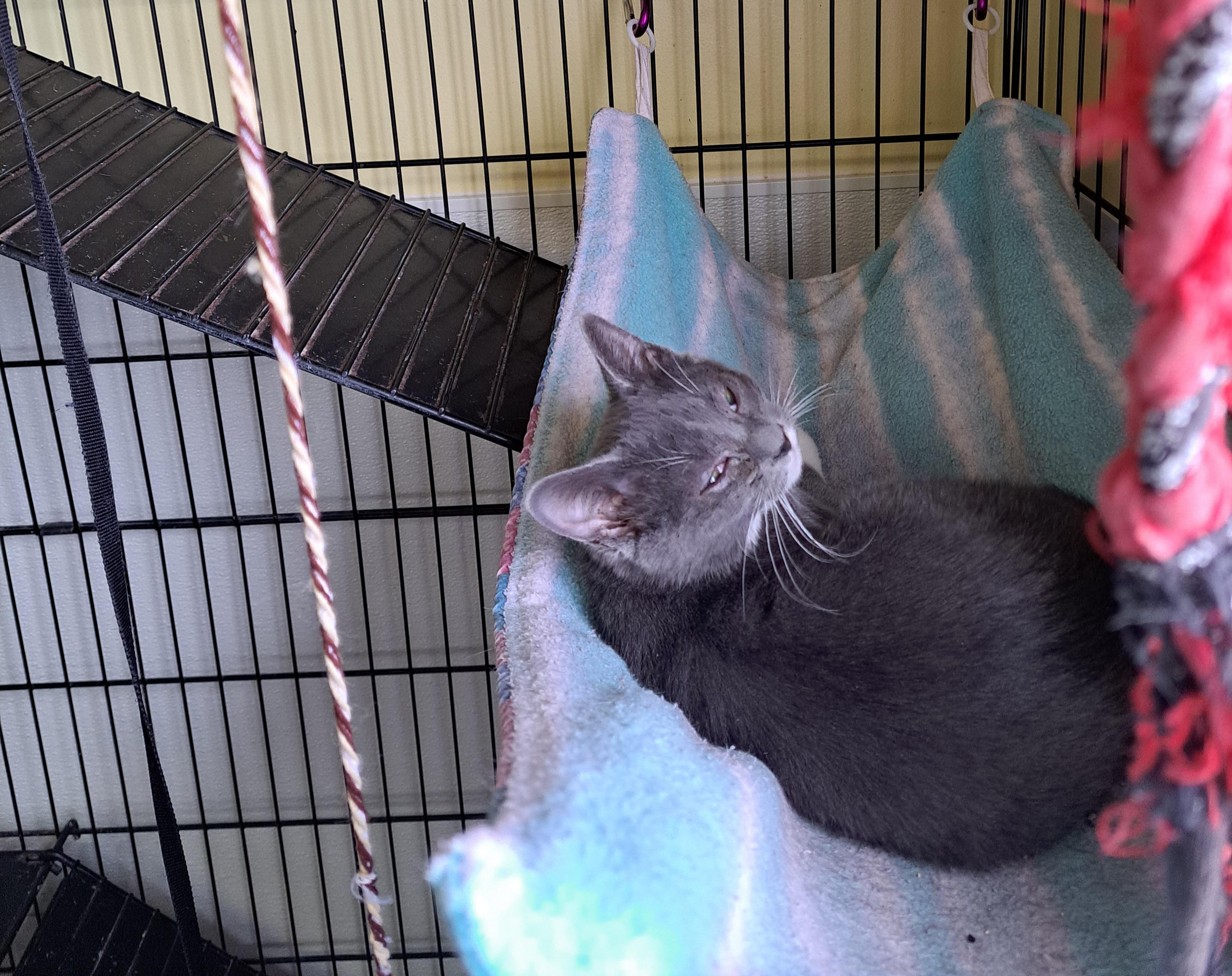 Stardust, a Adoptable Domestic Short Hair in Lawrenceburg, KY image 2/2