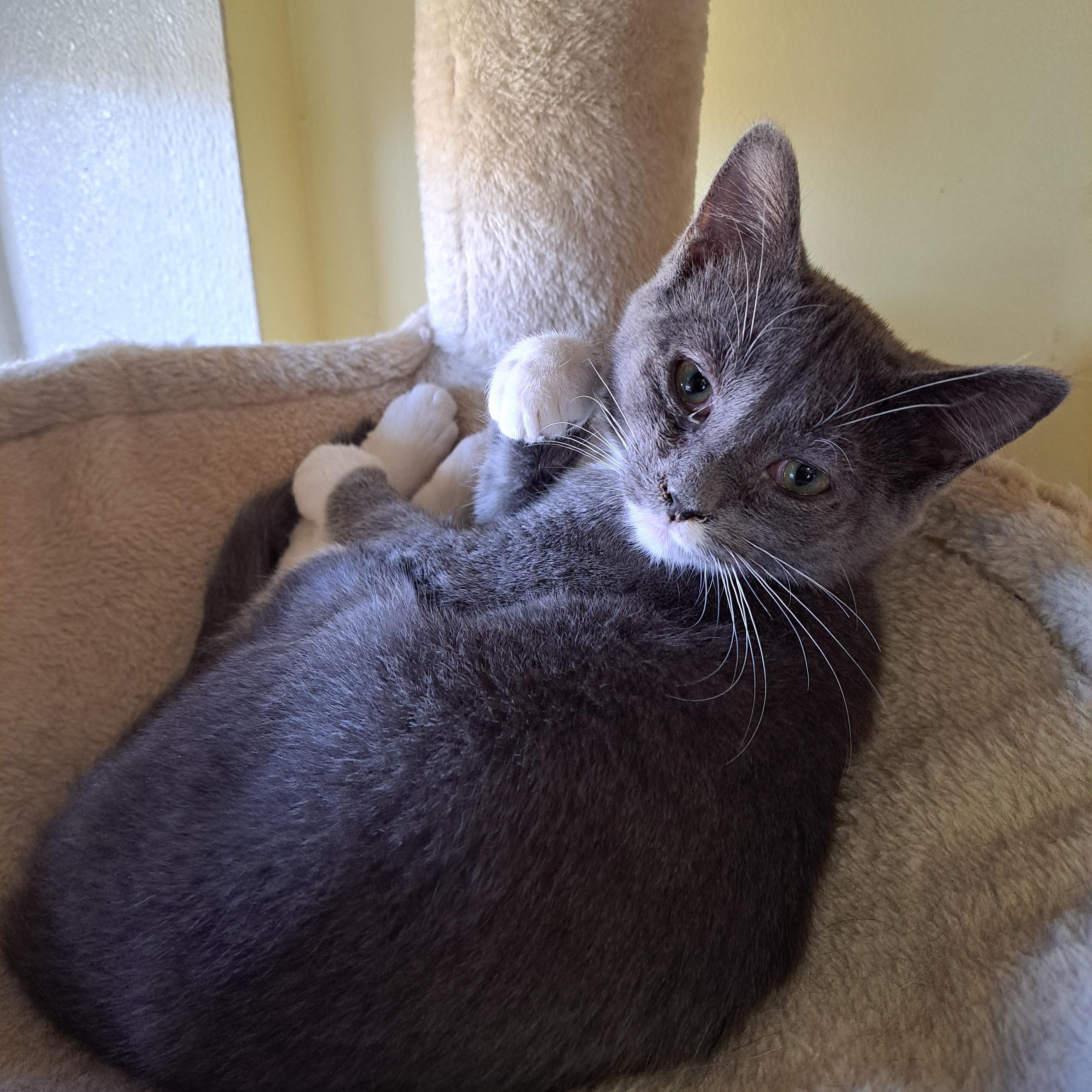 Stardust, Adoptable, Young Female Domestic Short Hair.