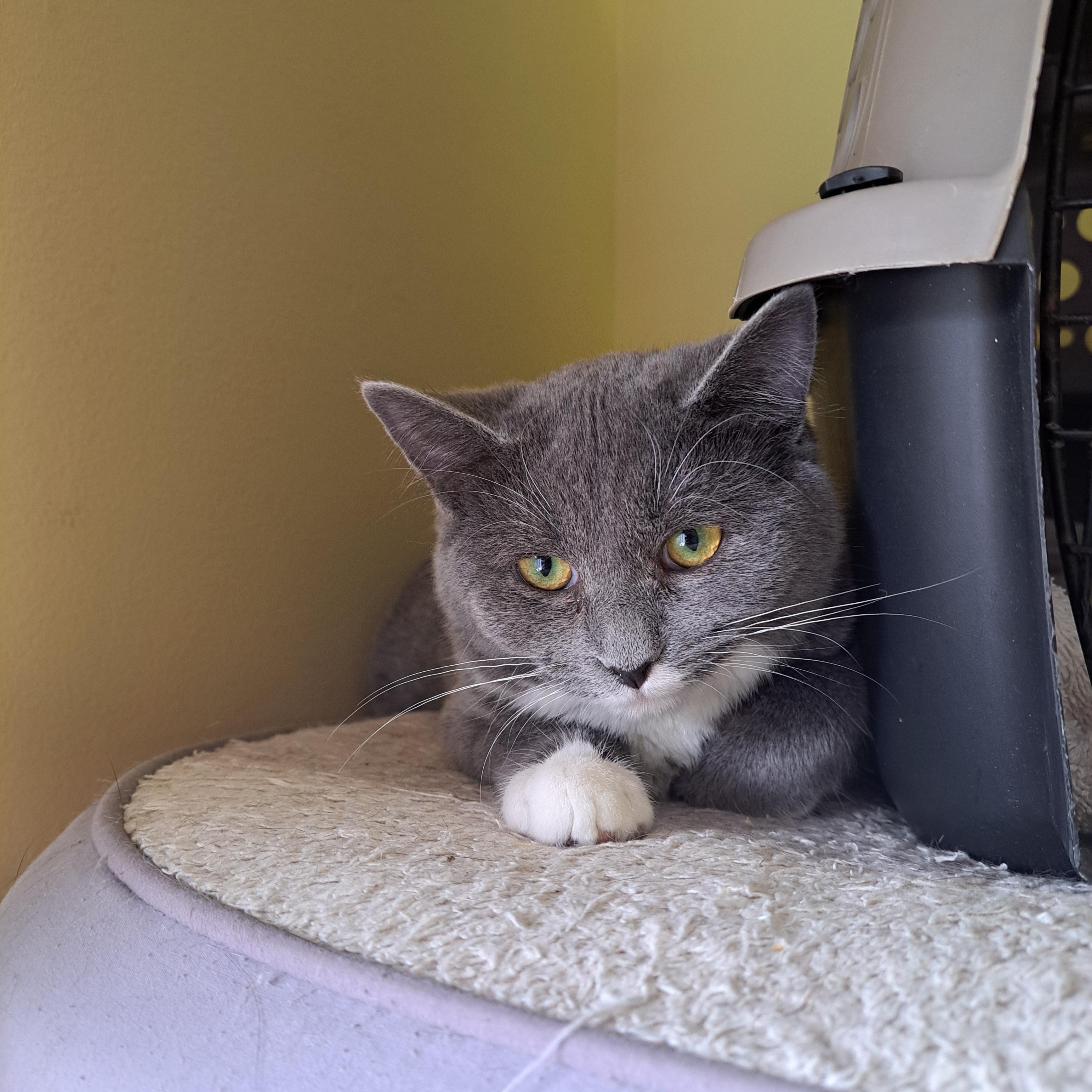 Enlarge Stardust, a Adoptable Domestic Short Hair in Lawrenceburg, KY image 2/5