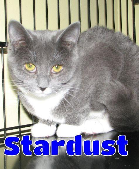 Stardust, Adoptable, Young Female Domestic Short Hair.