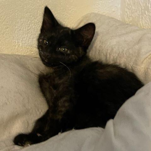 Esther, adopted, Kitten Female Domestic Short Hair.