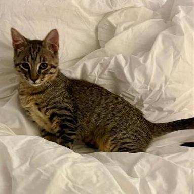 Minie, an adoptable Domestic Short Hair in Grafton, MA image 4/6