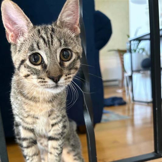 Minie, adoptable, Kitten Female Domestic Short Hair.