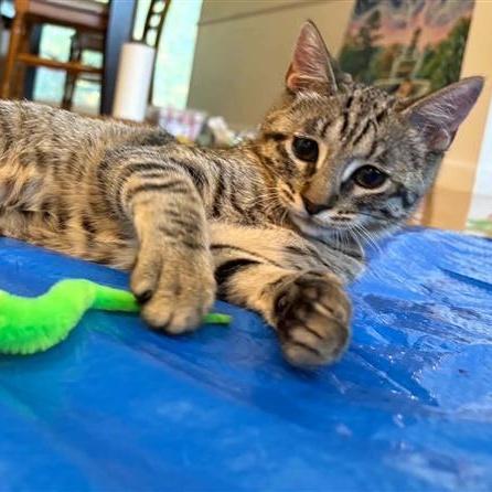 Minie, an adoptable Domestic Short Hair in Grafton, MA image 2/6