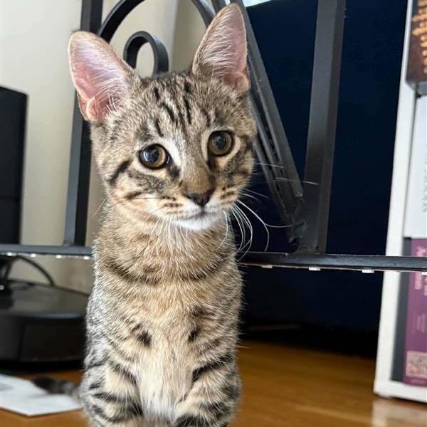 Minie, an adoptable Domestic Short Hair in Grafton, MA image 6/6