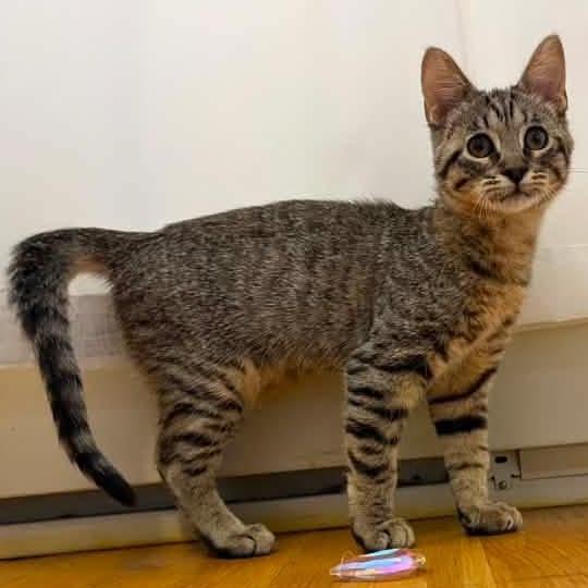 Minie, an adoptable Domestic Short Hair in Grafton, MA image 5/6