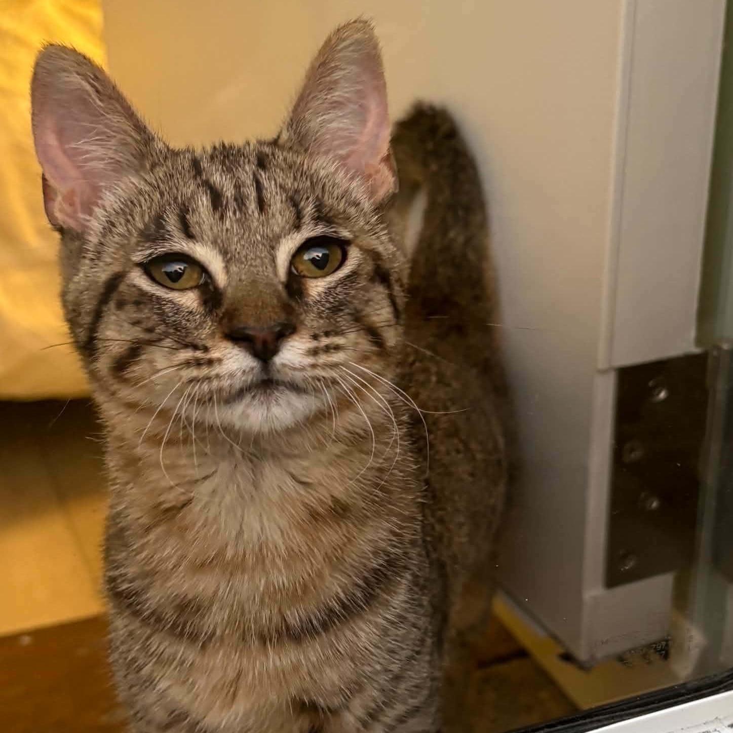 Minie, an adoptable Domestic Short Hair in Grafton, MA image 3/6