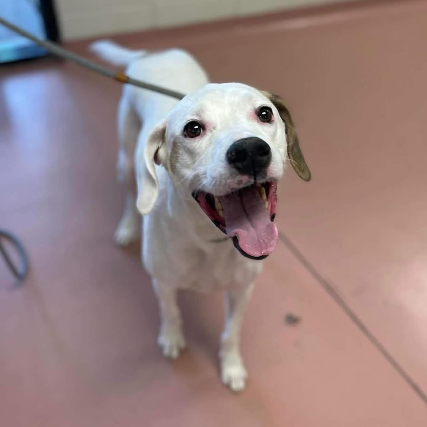 Enlarge Sal, a ADOPTABLE Mixed Breed in St. Albans, VT image 1/3