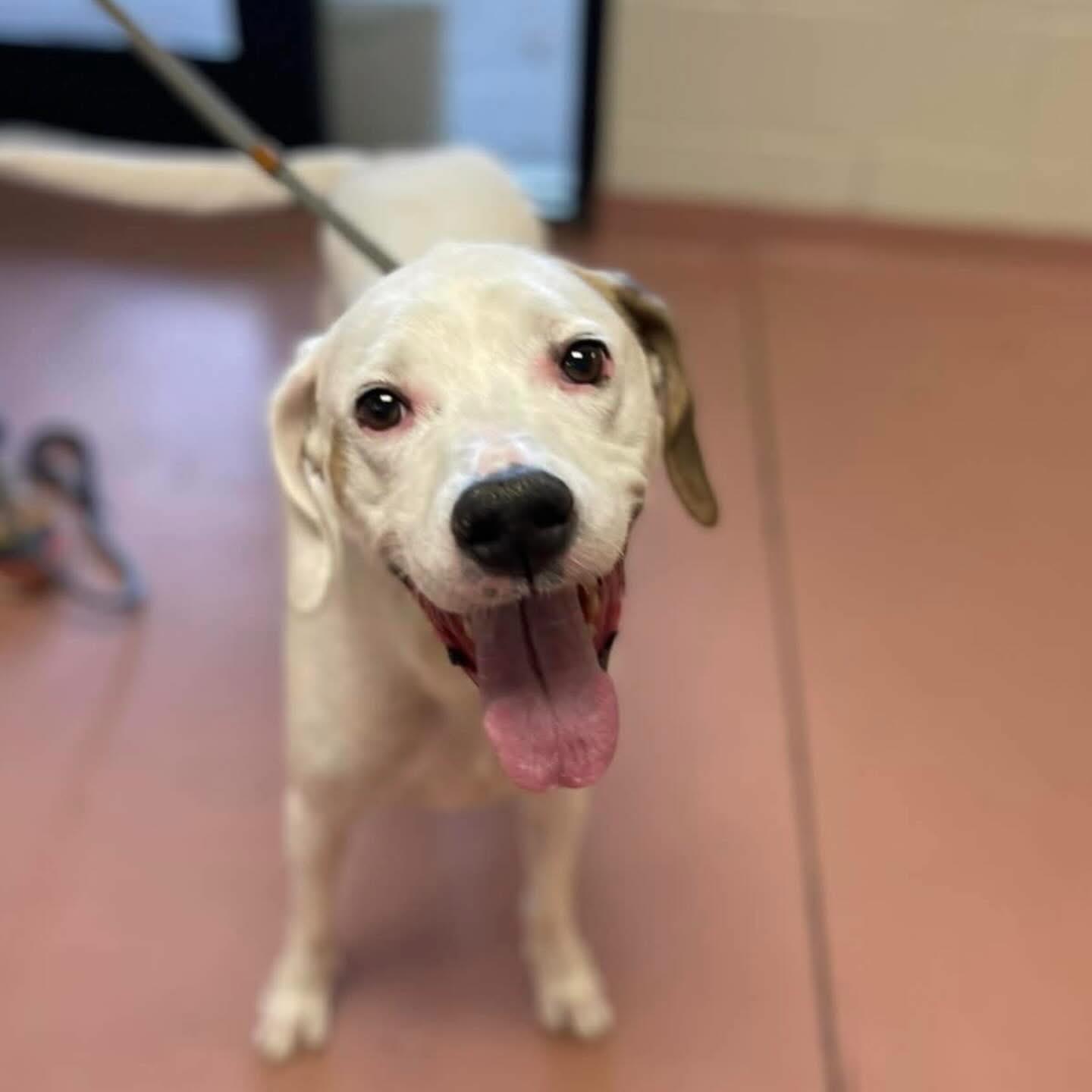 Enlarge Sal, a ADOPTABLE Mixed Breed in St. Albans, VT image 3/3