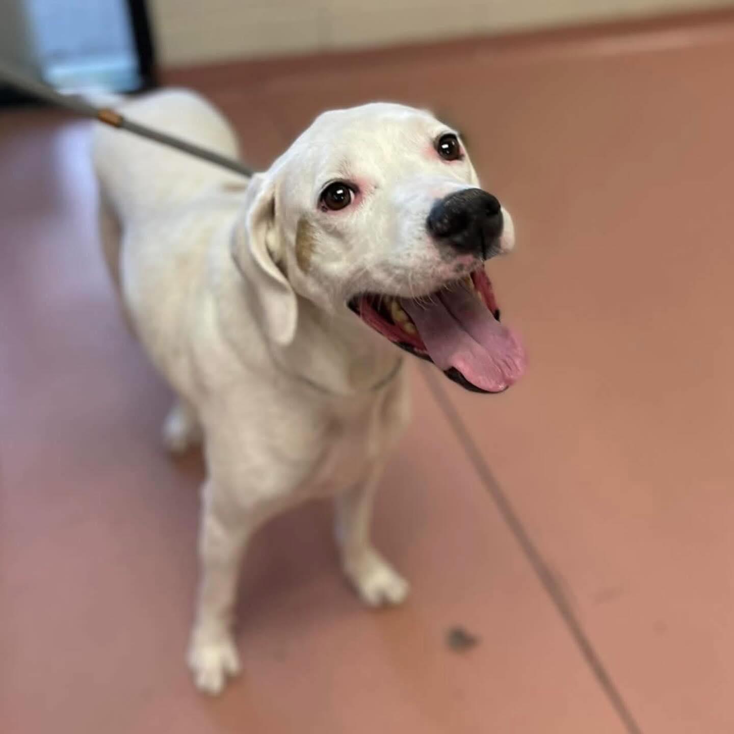 Enlarge Sal, a ADOPTABLE Mixed Breed in St. Albans, VT image 2/3