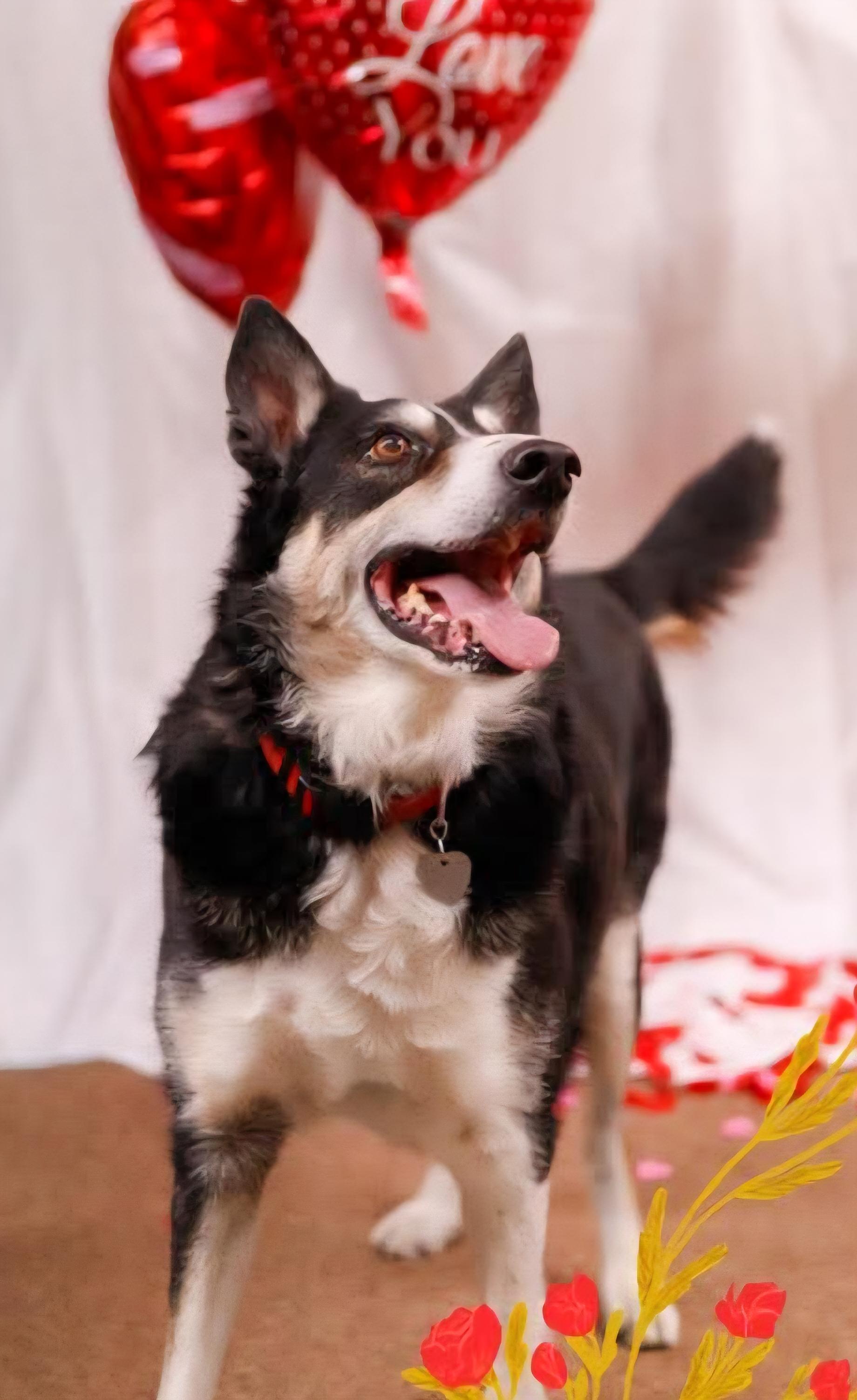 Jackson, Adoptable, Senior Male Border Collie.