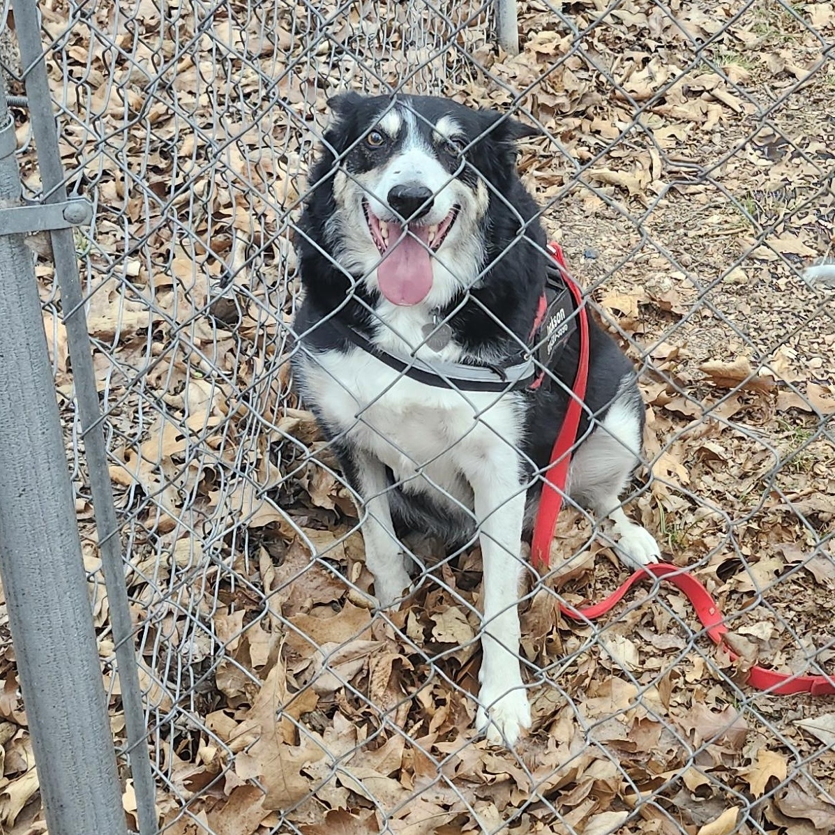 Enlarge Jackson, a Adoptable mixed breed in Tahlequah, OK image 1/1