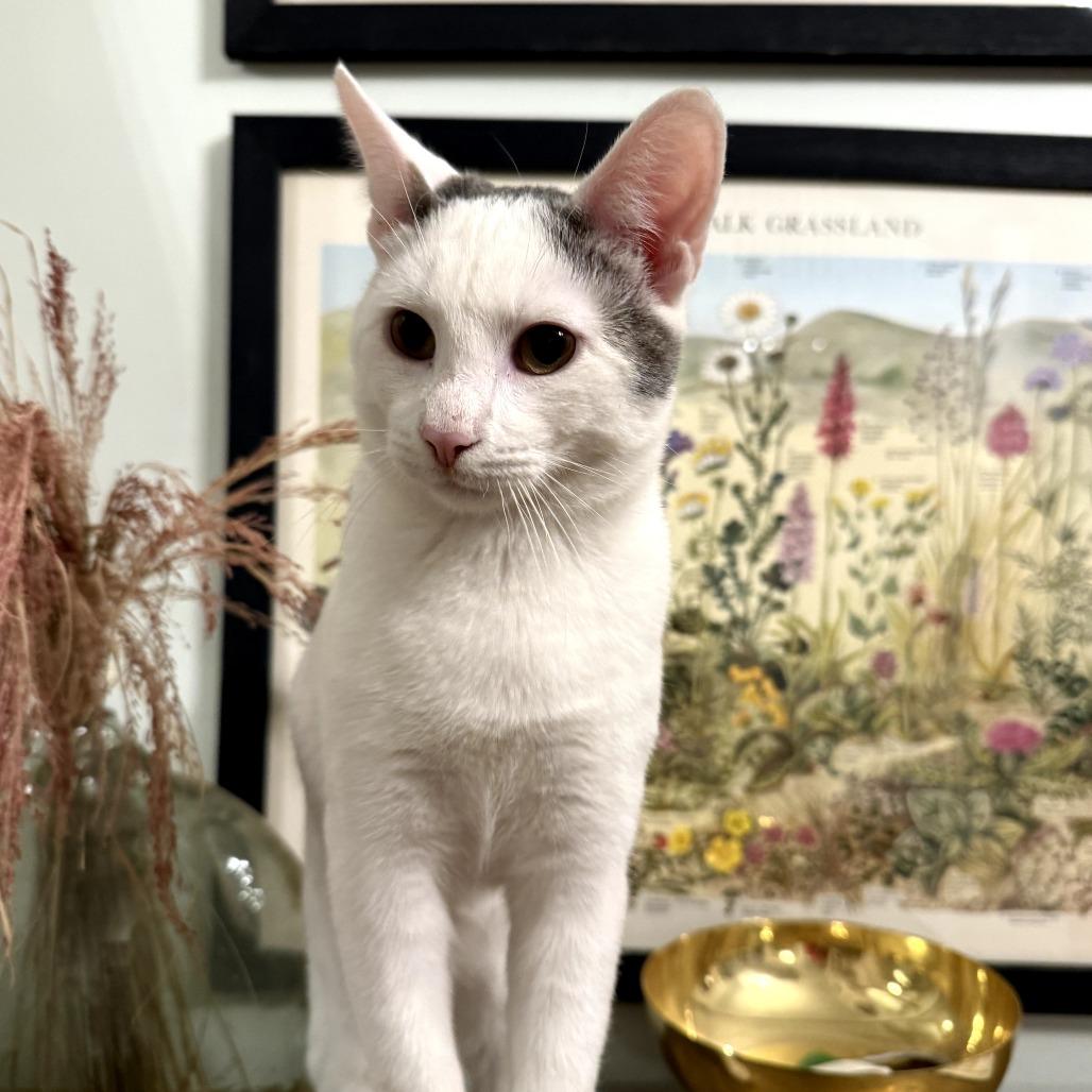 Estefan (Small Friend), Adoptable, Young Male Domestic Short Hair.