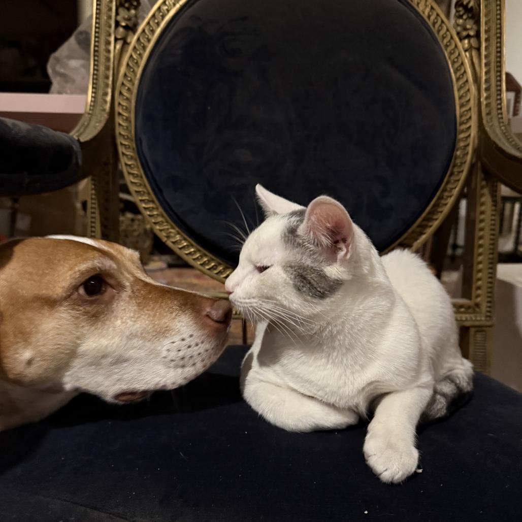 Enlarge Estefan (Small Friend), a Adoptable Domestic Short Hair in Brooklyn, NY image 2/6