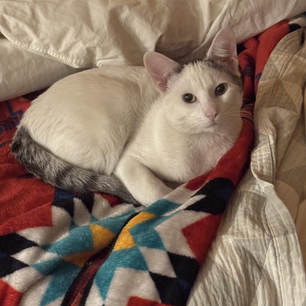 Enlarge Estefan (Small Friend), a Adoptable Domestic Short Hair in Brooklyn, NY image 3/6