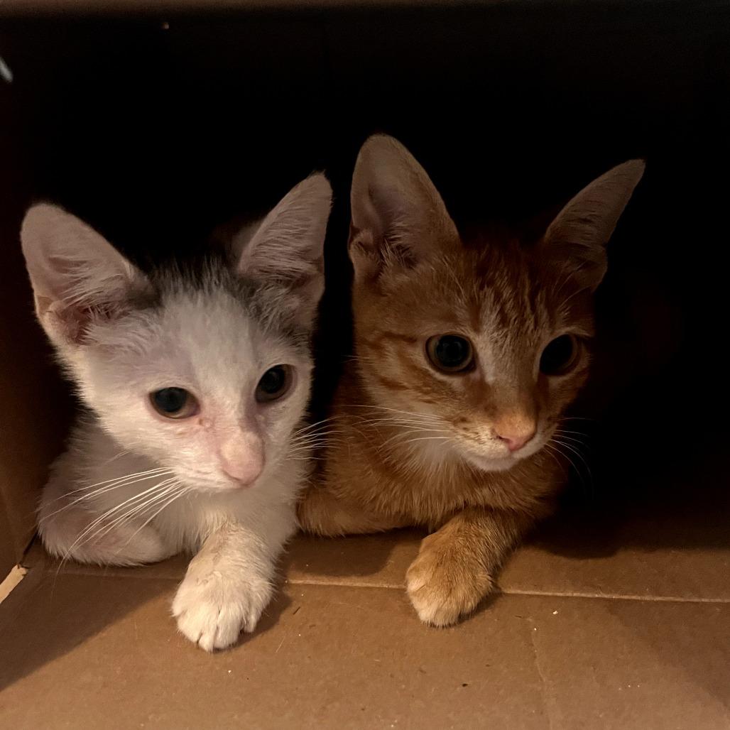 Enlarge Estefan (Small Friend), a Adoptable Domestic Short Hair in Brooklyn, NY image 4/6