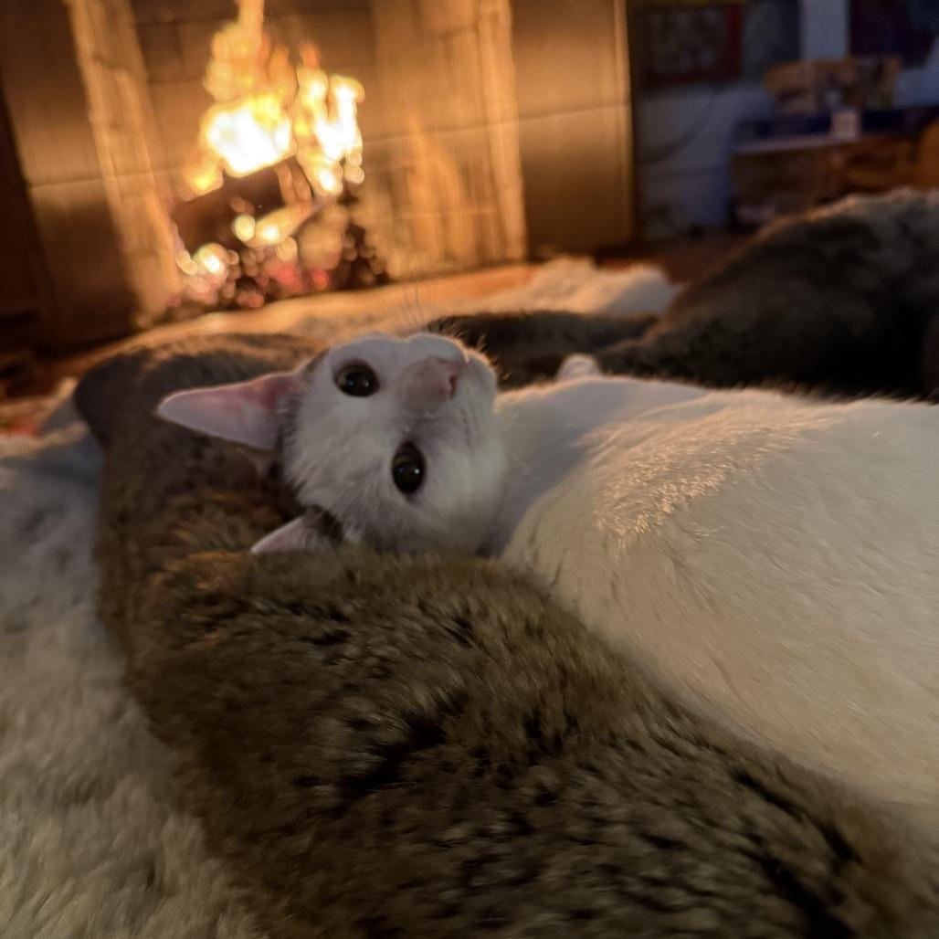 Enlarge Estefan (Small Friend), a Adoptable Domestic Short Hair in Brooklyn, NY image 5/6