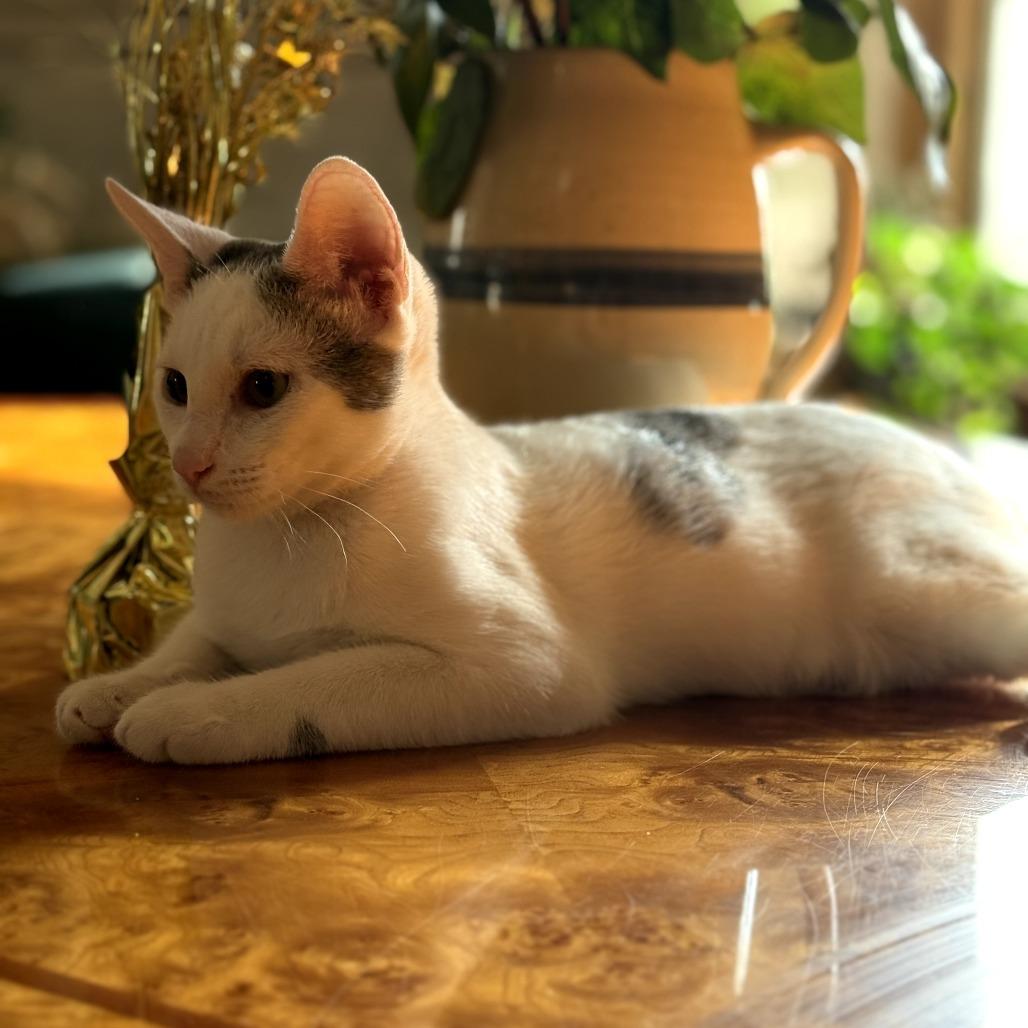 Enlarge Estefan (Small Friend), a Adoptable Domestic Short Hair in Brooklyn, NY image 6/6