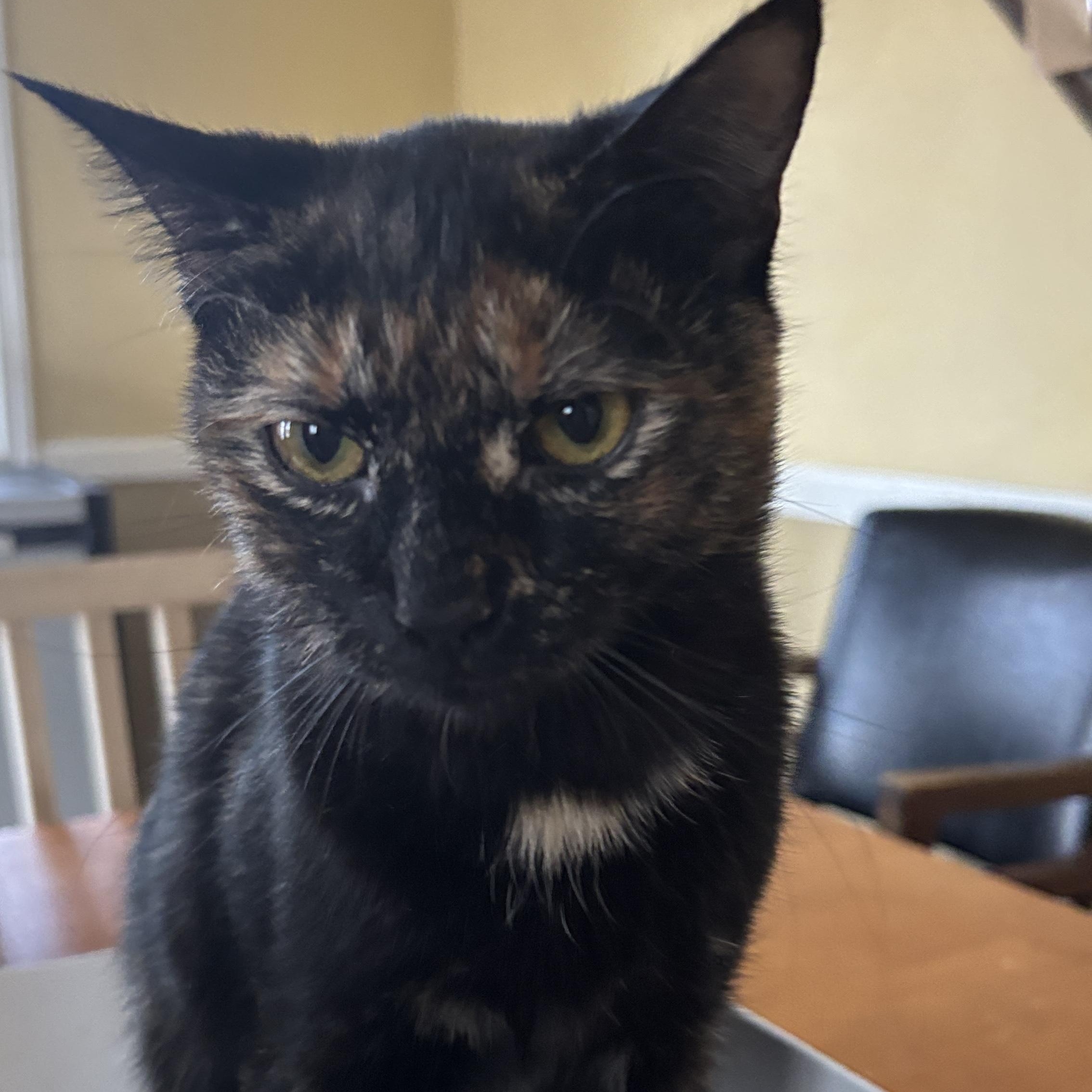 Winnie, ADOPTABLE, Young Female Tortoiseshell.